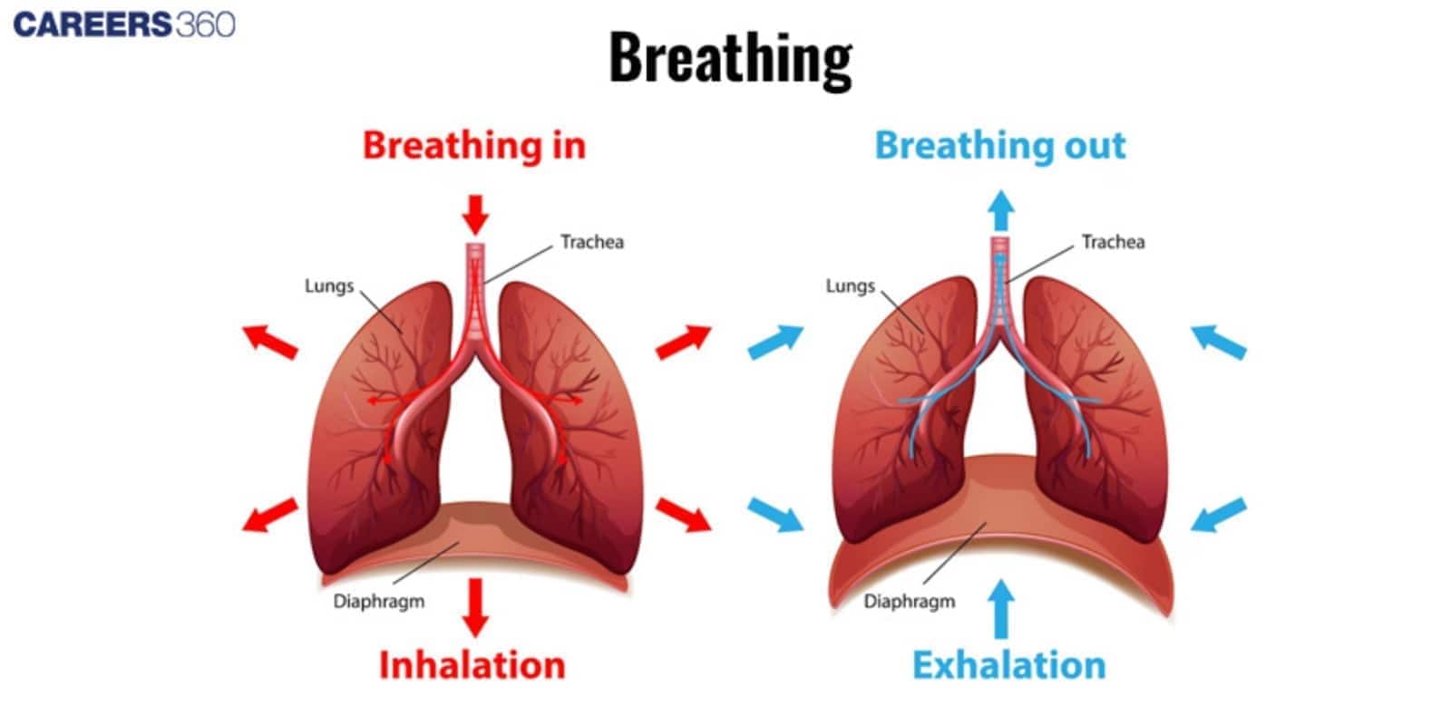 Diagram showing inhalation and exhalation: lungs expand and the diaphragm moves down during breathing in, while lungs deflate and the diaphragm moves up during breathing out.