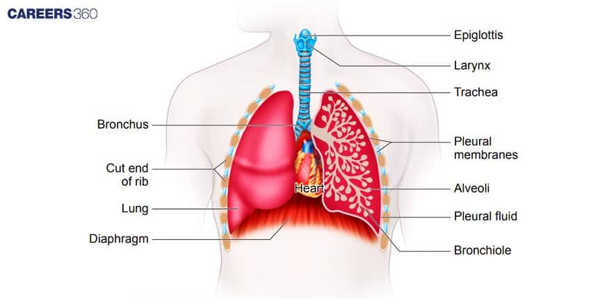 A labelled diagram of the human respiratory system showing the epiglottis, larynx, trachea, bronchi, lungs, pleural membranes, alveoli, and diaphragm.