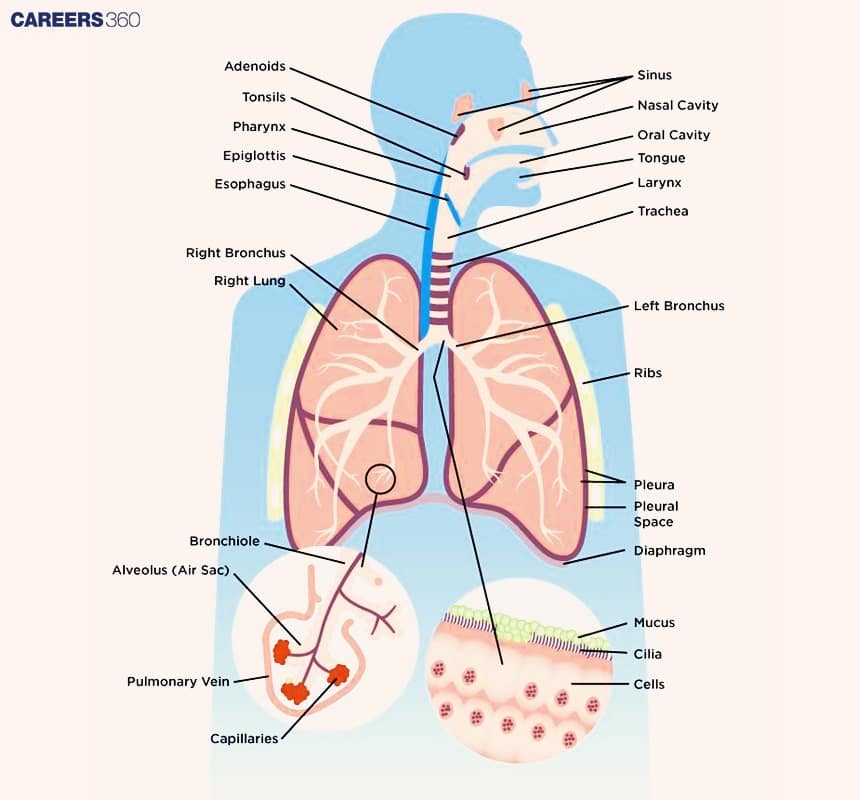 A detailed diagram of the respiratory system showing nasal cavity to lungs, including bronchi, alveoli, pleura, diaphragm, and a close-up of alveolar air sacs with capillaries, mucus, and cilia.