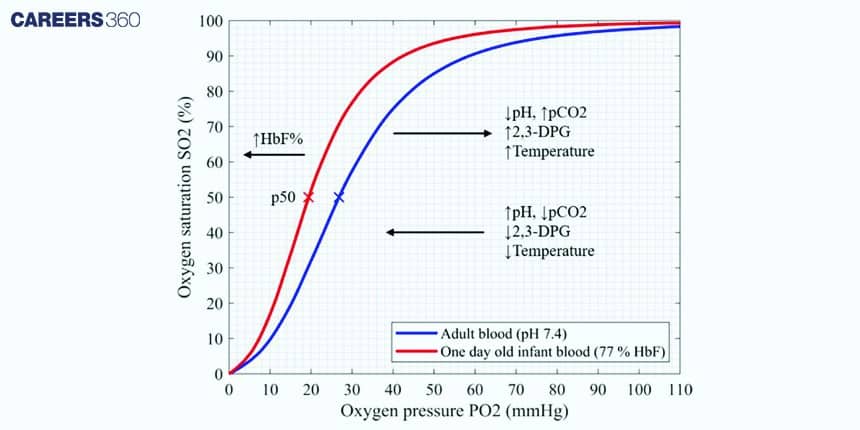 Graph comparing oxygen–hemoglobin dissociation curves of adult blood and newborn blood, showing fetal hemoglobin has a left-shifted curve with higher oxygen affinity.