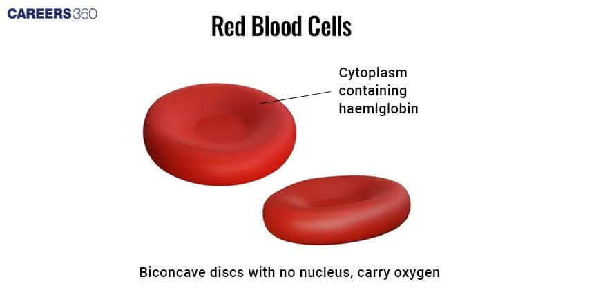 Illustration of two biconcave red blood cells, highlighting their hemoglobin-containing cytoplasm and lack of a nucleus.