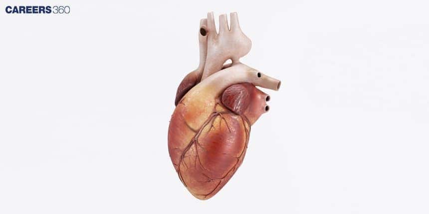 A 3D anatomical model of the human heart, showing the chambers, major blood vessels (like the aorta and pulmonary artery), and coronary arteries on the surface.