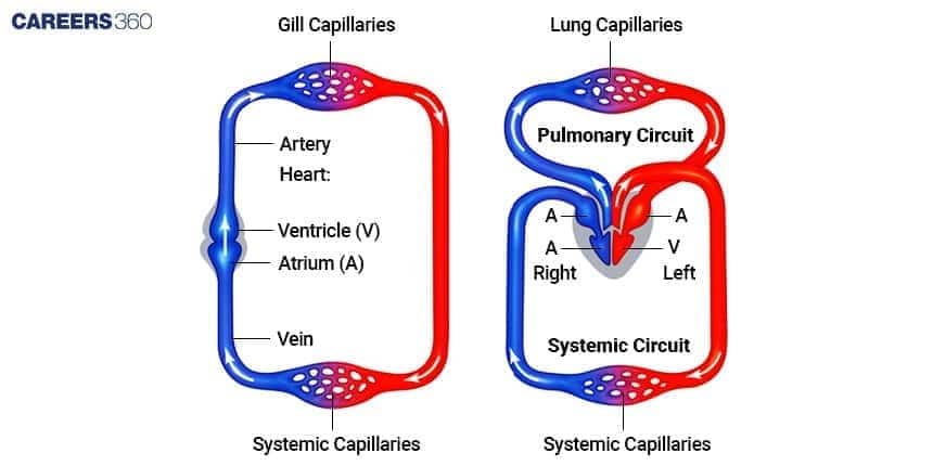Diagram contrasting the circulatory systems of a fish (left) and a mammal/bird (right). The fish diagram shows a single circuit with the heart pumping blood to Gill Capillaries and then to Systemic Capillaries. The mammal/bird diagram shows a double circuit (Pulmonary and Systemic) with a four-chambered heart (Right Atrium/Ventricle, Left Atrium/Ventricle) separating oxygenated (red) and deoxygenated (blue) blood.