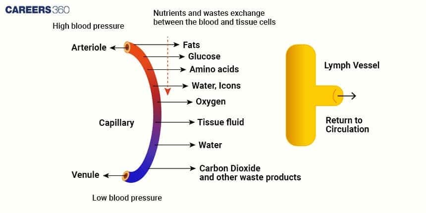 The image is a concise diagram explaining the capillary exchange process where blood interacts with tissue cells, and the role of the lymphatic system. High blood pressure at the arteriole end forces nutrients (glucose, oxygen, etc.) and fluid out of the capillary to form Tissue fluid. At the venule end, lower pressure allows carbon dioxide and waste products to re-enter the blood. Excess tissue fluid is then collected by the Lymph Vessel and returned to circulation.