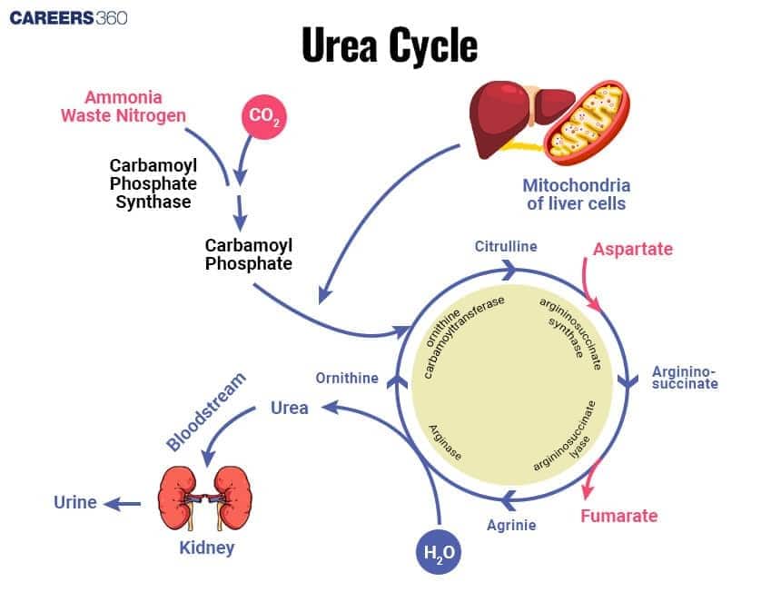  Diagram illustrating the Urea Cycle (Ornithine Cycle), the metabolic pathway that detoxifies toxic Ammonia Waste Nitrogen in the liver. The cycle begins with Ammonia and CO  2 ​   forming Carbamoyl Phosphate in the Mitochondria of liver cells. The cyclical process involves the conversion of Ornithine to Citrulline, then to Argininosuccinate (with input of Aspartate), then to Arginine (releasing Fumarate), and finally producing Urea (releasing H  2 ​  O) and regenerating Ornithine. The produced Urea is then transported via the Bloodstream to the Kidneys for excretion in the Urine.