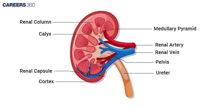 Diagram of a longitudinal section of the human kidney, illustrating its internal anatomy, including the outer Renal Capsule and Cortex, the inner Medullary Pyramids and Renal Columns, and the collecting structures like the Calyx, Pelvis, and Ureter, along with the major blood vessels