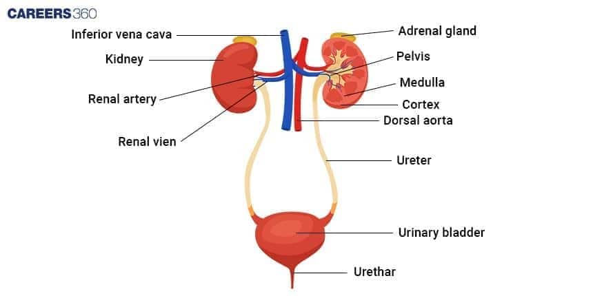  Diagram of the human urinary system showing the location and connectivity of the Kidneys (with labeled Cortex, Medulla, and Pelvis), the overlying Adrenal glands, the major blood vessels (Renal artery and Renal vein connected to the Dorsal aorta and Inferior vena cava), the Ureters, the Urinary bladder, and the Urethra. .