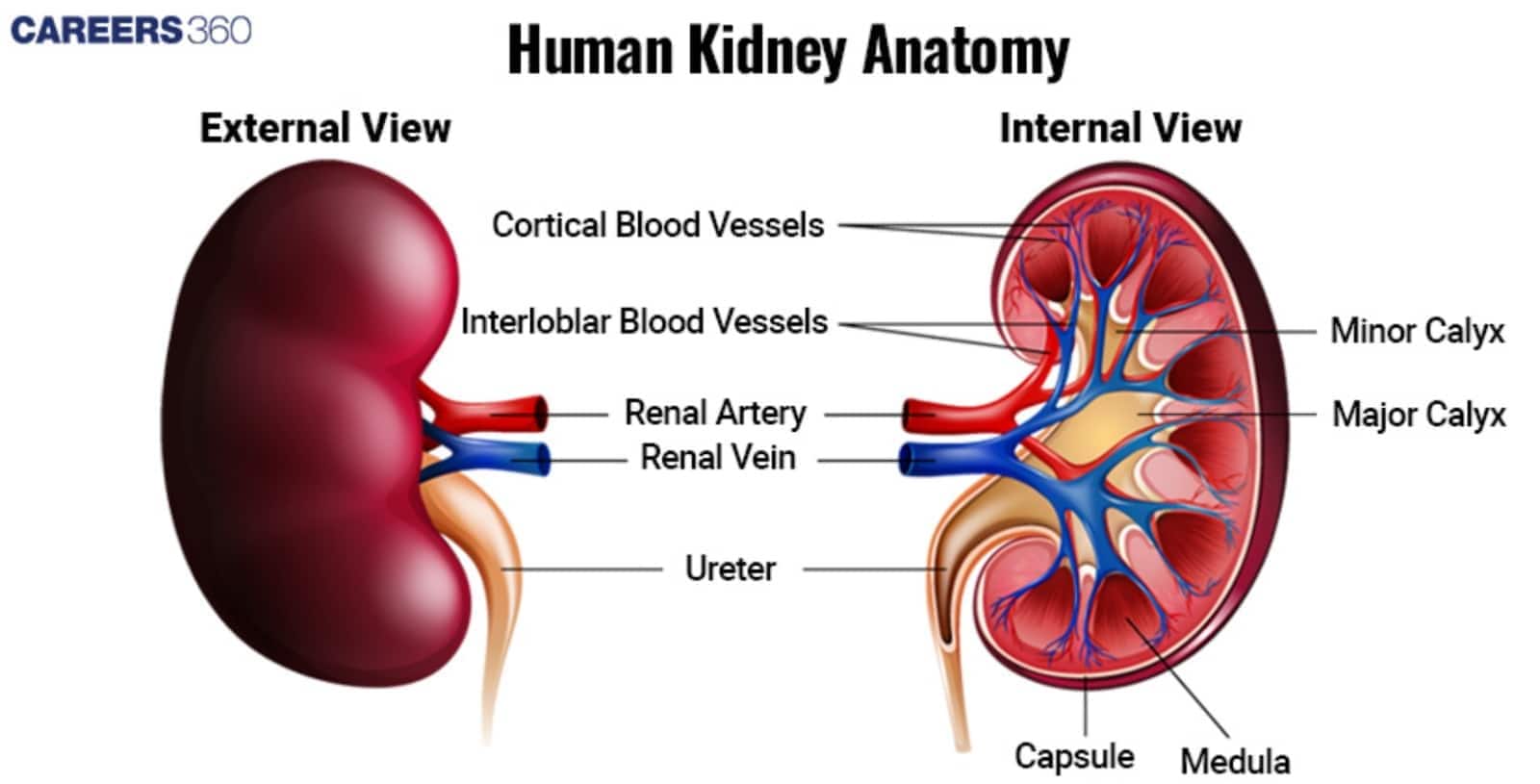 External and internal anatomy of the human kidney, showing the Renal Artery, Renal Vein, Ureter, Cortex, Medulla, and Calyces.