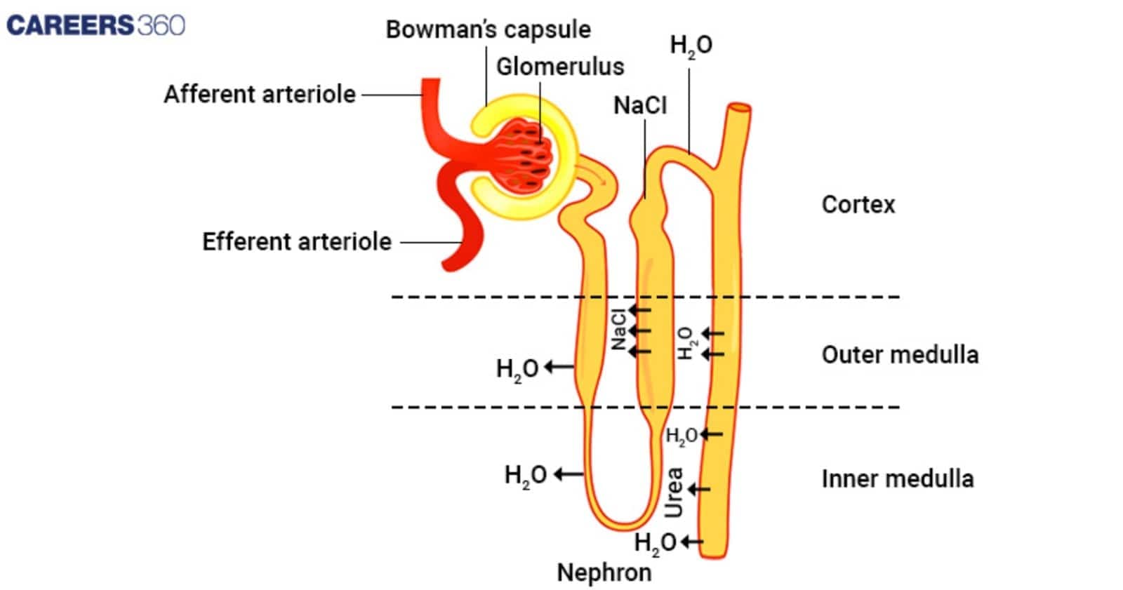 Structure of a nephron and collecting duct, illustrating glomerular filtration and the reabsorption of $\text{H}_2\text{O}$, $\text{NaCl}$, and Urea across the different regions (Cortex, Outer Medulla, Inner Medulla).