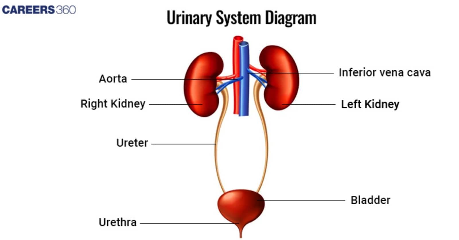 This diagram shows the overall Urinary System with the Kidneys, major blood vessels (Aorta, Inferior Vena Cava), Ureters, Bladder, and Urethra.
