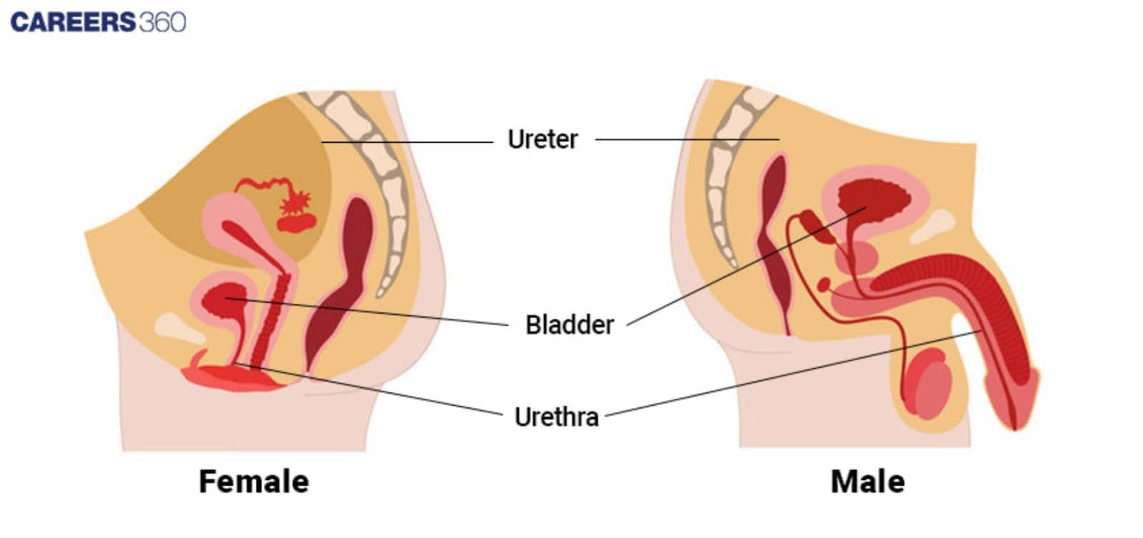 Diagram 1 contrasts the urinary systems in the Female and Male pelvic regions, highlighting the Ureter, Bladder, and Urethra.