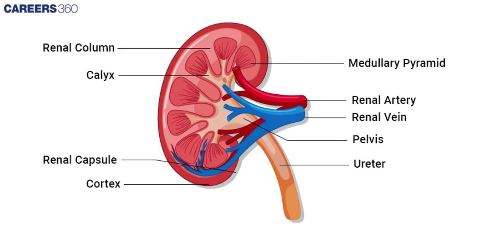 Diagram illustrates the Nephron structure and urine formation, showing the Glomerulus, Bowman's Capsule, Tubules (PCT, Loop of Henle, DCT), and Collecting Duct.