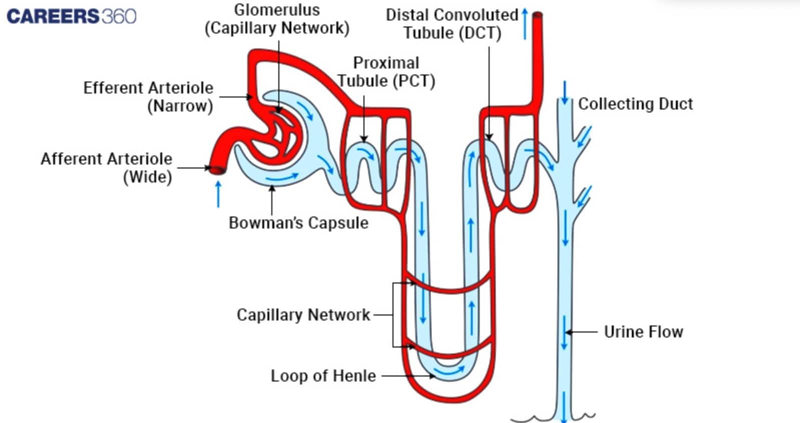 Diagram shows the cross-section of the human kidney, detailing the Cortex, Medulla, Renal Artery/Vein, Pelvis, and Ureter.