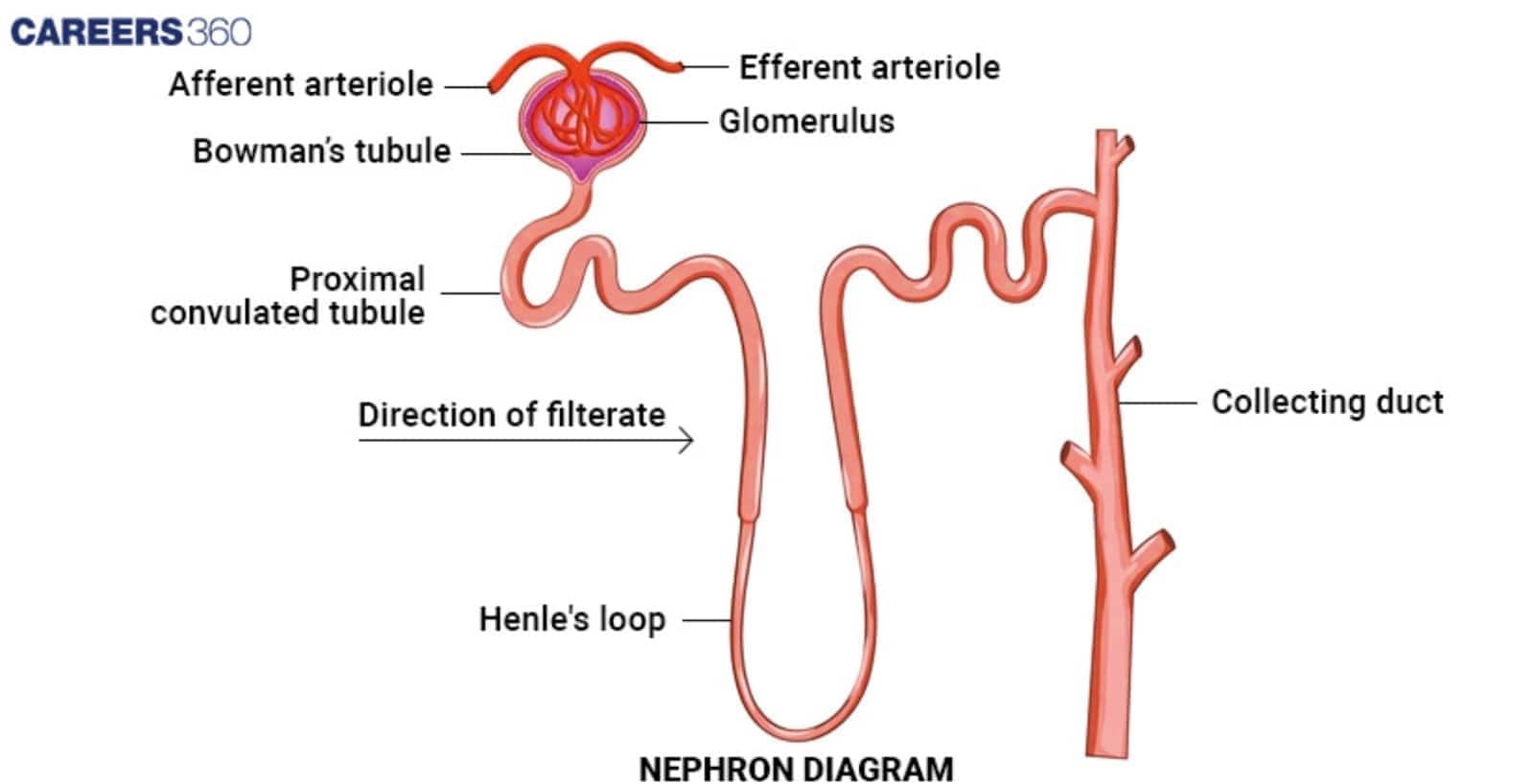 Diagram of a Nephron showing the process of filtrate flow through the Afferent/Efferent arterioles, Glomerulus, Bowman's tubule, Proximal convoluted tubule, Henle's loop, and Collecting duct.