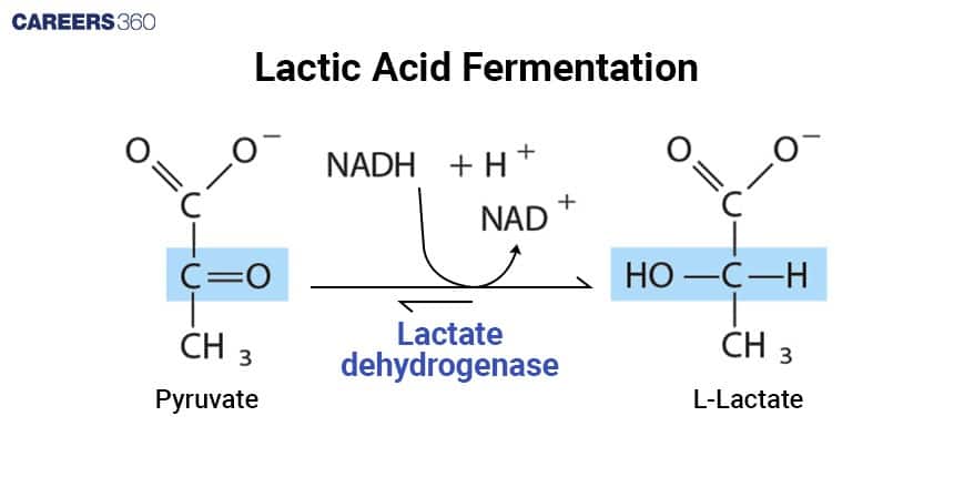 Diagram showing the conversion of pyruvate to L-lactate through the action of lactate dehydrogenase, regenerating NAD⁺ from NADH during anaerobic respiration.