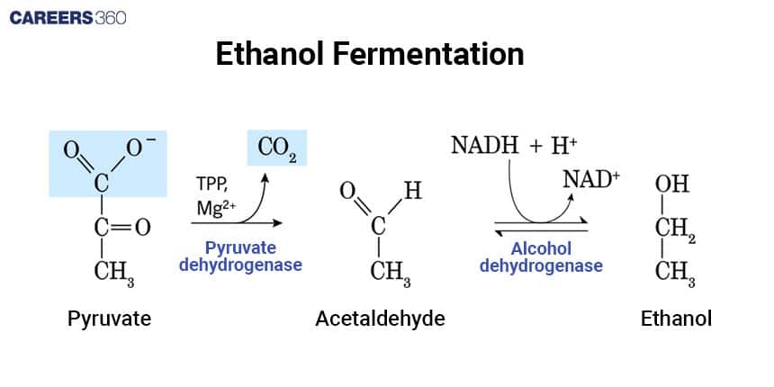 Illustration of ethanol fermentation showing conversion of pyruvate to acetaldehyde and then to ethanol by pyruvate decarboxylase and alcohol dehydrogenase enzymes.