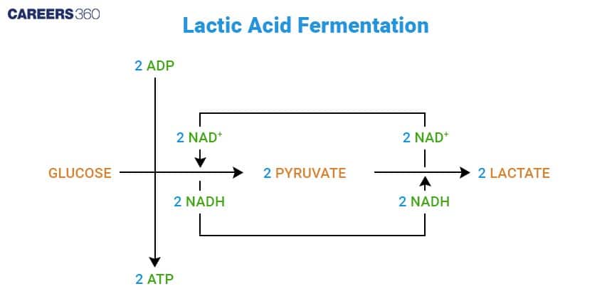 Diagram illustrating the process of lactic acid fermentation, where glucose is converted into pyruvate through glycolysis, generating 2 ATP and 2 NADH, and pyruvate is then reduced to lactate as NADH is oxidized back to NAD⁺, maintaining glycolysis under anaerobic conditions.