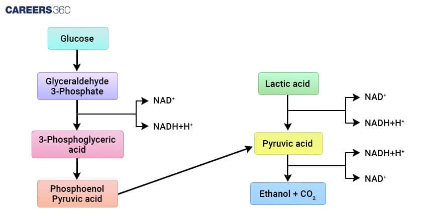 Diagram showing the conversion of glucose into pyruvic acid through glycolysis, followed by two possible fermentation pathways — one leading to lactic acid and the other to ethanol and carbon dioxide — with NADH/NAD⁺ cycling to maintain anaerobic energy production.