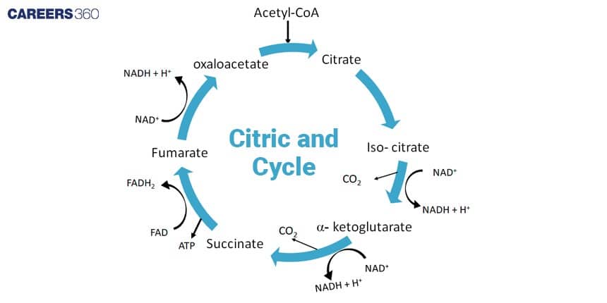 Diagram showing the Citric Acid Cycle (Krebs Cycle), where Acetyl-CoA combines with oxaloacetate to form citrate, progressing through intermediates like α-ketoglutarate, succinate, and fumarate, releasing CO₂ and generating NADH, FADH₂, and ATP for cellular respiration.