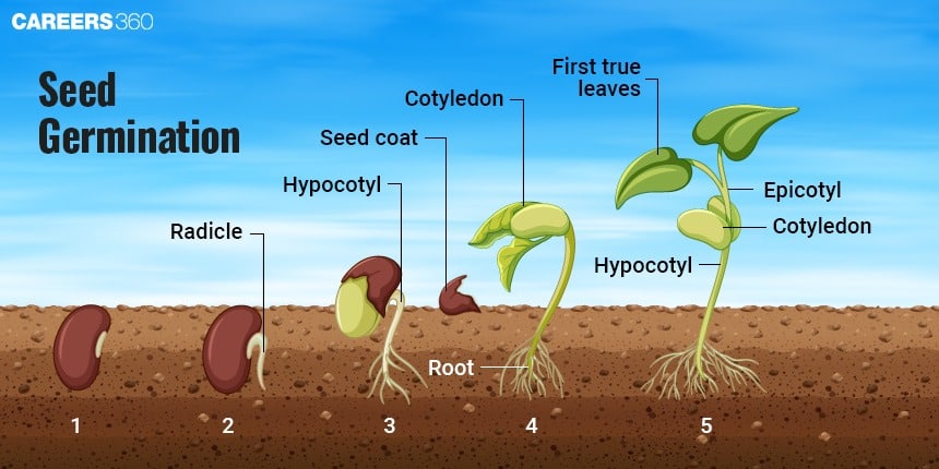 Diagram showing the stages of seed germination, from a dormant seed to the development of a mature seedling with roots, hypocotyl, cotyledons, and first true leaves. Each stage is labeled to show key structures like radicle, seed coat, and epicotyl.