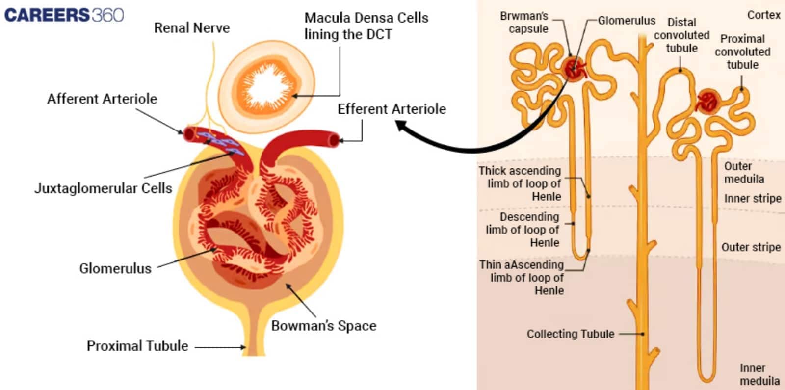 Diagram illustrating the nephron's structure in the kidney, showing the glomerulus, Bowman's capsule, juxtaglomerular apparatus, tubules, and Loop of Henle.