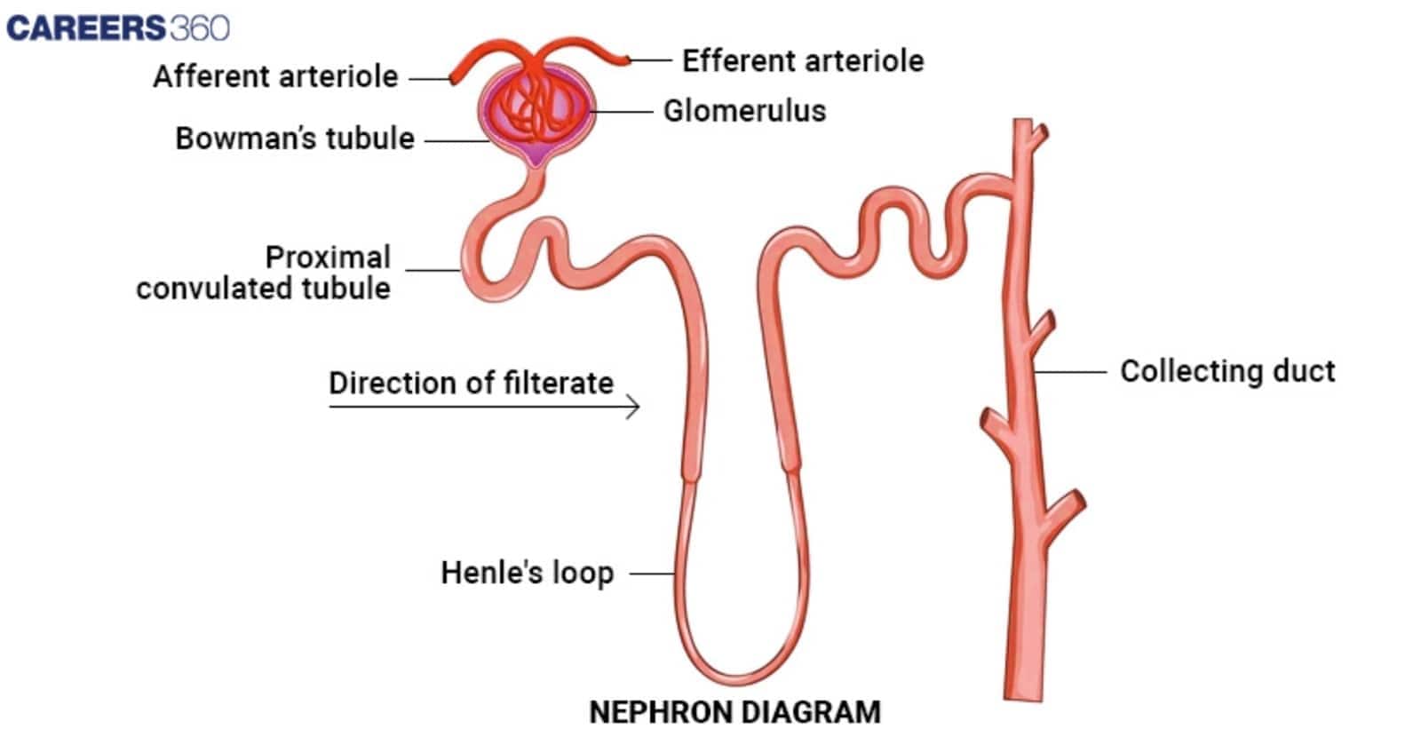 Diagram illustrating the process of filtration in the renal corpuscle, where blood enters the glomerulus via the afferent arteriole, and filtrate is collected by Bowman's capsule before entering the proximal tubule.