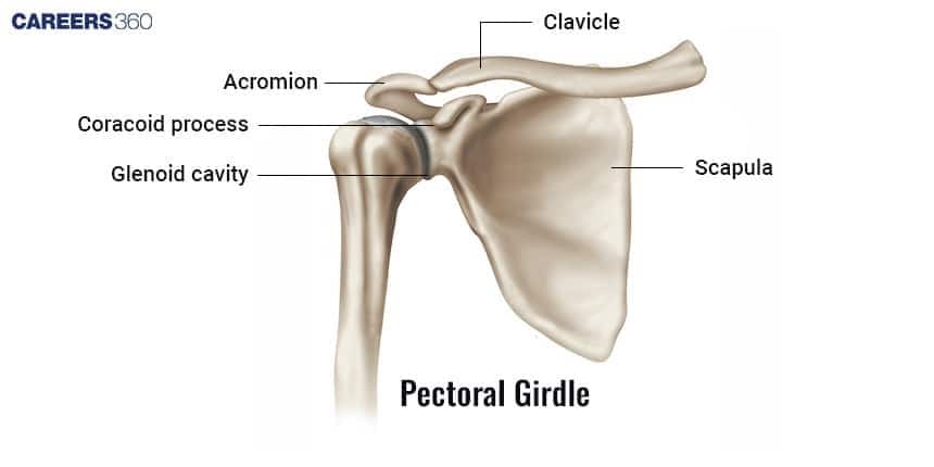 Labeled diagram of the pectoral girdle showing the clavicle, scapula, acromion, coracoid process, and glenoid cavity.