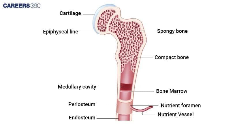 Labeled cross-section of a long bone showing cartilage, epiphyseal line, spongy bone, compact bone, medullary cavity with bone marrow, periosteum, endosteum, and nutrient vessel.