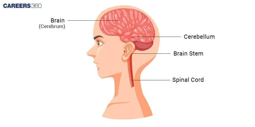 Side-view diagram of a human head showing the cerebrum, cerebellum, brain stem, and spinal cord labeled inside the brain.
