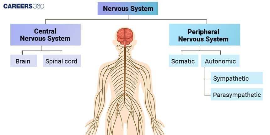 Diagram of the human nervous system showing the central nervous system (brain and spinal cord) and the peripheral nervous system divided into somatic and autonomic pathways, including sympathetic and parasympathetic divisions.