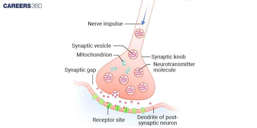 Diagram of a chemical synapse showing a synaptic knob with vesicles, neurotransmitter release into the synaptic gap, and receptor sites on the dendrite of the post-synaptic neuron.