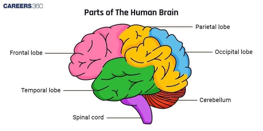**Alt text:** *Labeled diagram of the human brain showing major parts including the frontal, parietal, temporal, and occipital lobes, along with the cerebellum and spinal cord.*