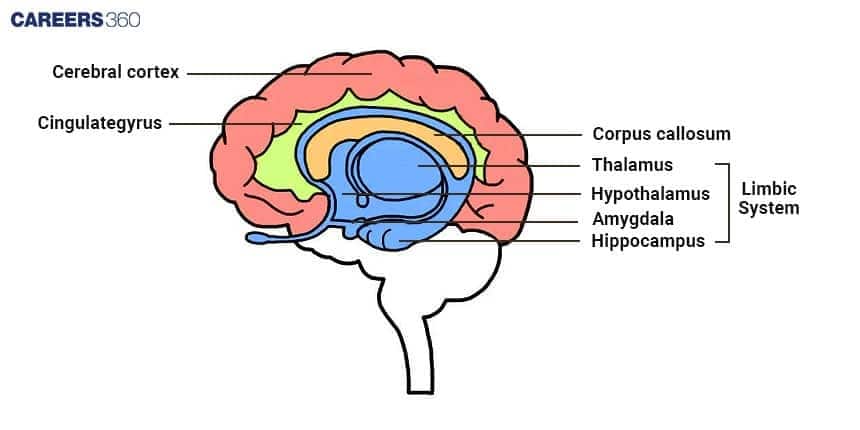 **Alt text:** *Diagram of the human brain highlighting the limbic system, with labeled parts such as the cerebral cortex, cingulate gyrus, corpus callosum, thalamus, hypothalamus, amygdala, and hippocampus.*