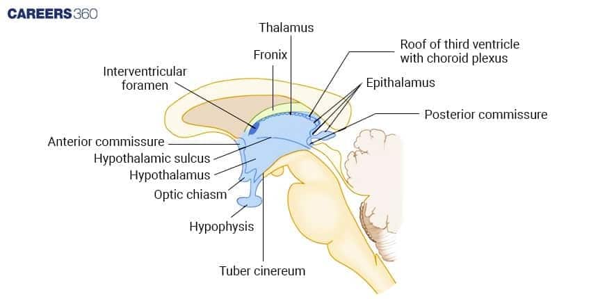 **Alt text:** Diagram of the diencephalon showing labeled structures such as thalamus, hypothalamus, epithalamus, optic chiasma, hypophysis (pituitary gland), and third ventricle with choroid plexus.