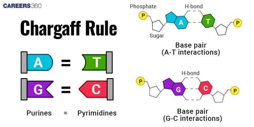 Diagram illustrating Chargaff’s rule, showing complementary DNA base pairing where adenine pairs with thymine and guanine pairs with cytosine via hydrogen bonds, along with sugar-phosphate backbones.