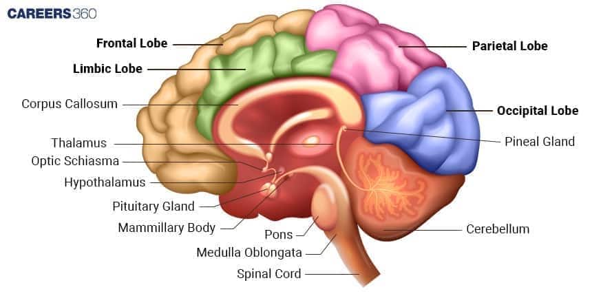 **Alt text:** Labeled diagram of the human brain showing frontal, parietal, occipital, and limbic lobes along with thalamus, hypothalamus, pituitary gland, cerebellum, brainstem, and spinal cord.