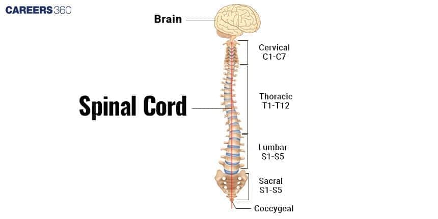 **Alt text:** Diagram of the human spinal cord showing its connection to the brain and division into cervical, thoracic, lumbar, sacral, and coccygeal regions with labeled spinal segments.