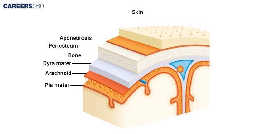 **Alt text:** Cross-sectional diagram of the head showing layered coverings—skin, aponeurosis, periosteum, skull bone, and the three meninges (dura mater, arachnoid, and pia mater) protecting the brain.