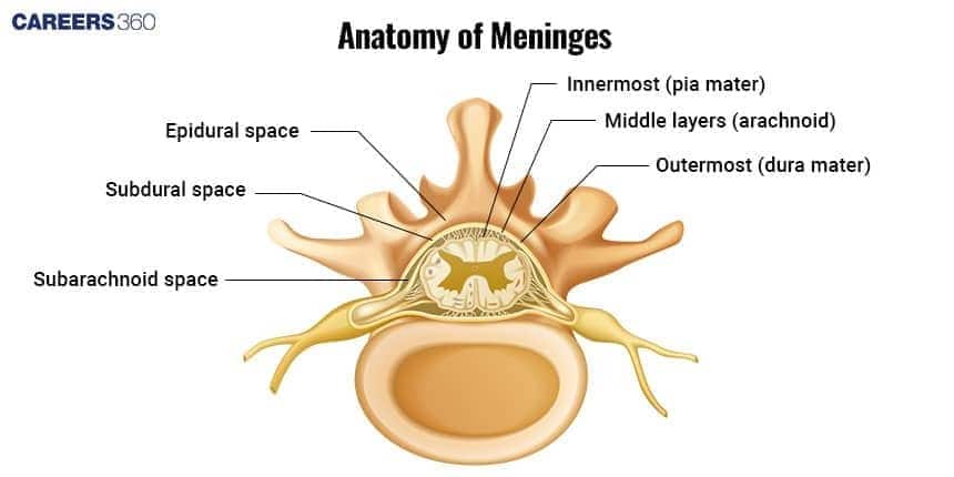 **Alt text:** Cross-sectional diagram of the spinal cord showing the anatomy of the meninges—outer dura mater, middle arachnoid, inner pia mater—and the epidural, subdural, and subarachnoid spaces.