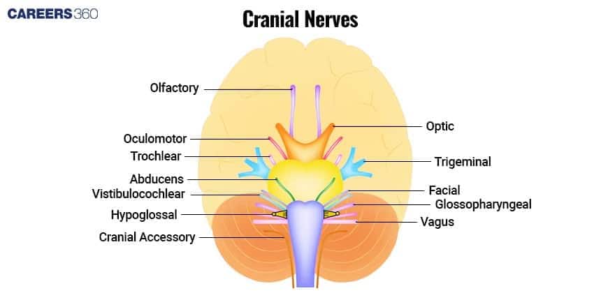 **Alt text:** Diagram of the human brain showing all 12 cranial nerves labeled, including olfactory, optic, oculomotor, trigeminal, facial, vagus, and hypoglossal nerves emerging from the brainstem.