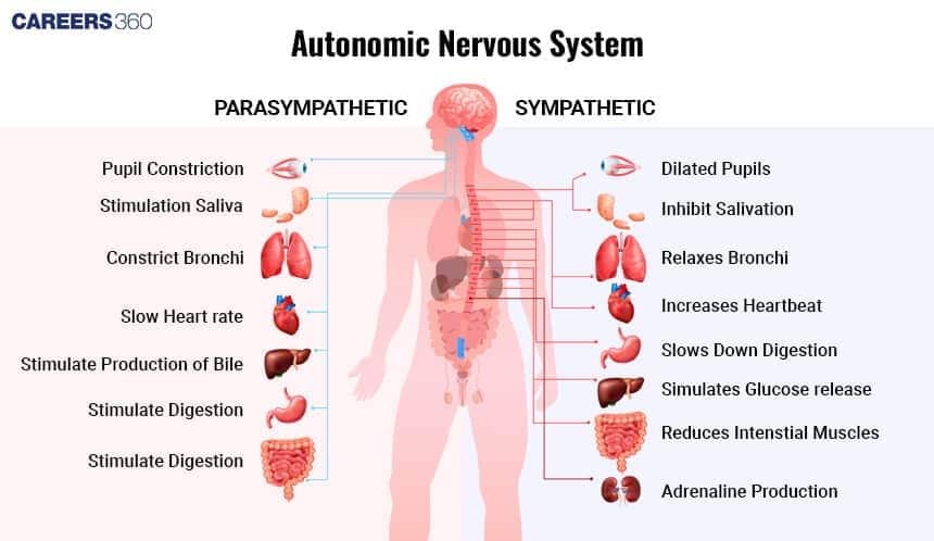 **Alt text:** Diagram of the autonomic nervous system comparing parasympathetic and sympathetic effects on organs such as eyes, heart, lungs, liver, stomach, and intestines, highlighting “rest and digest” versus “fight or flight” responses.