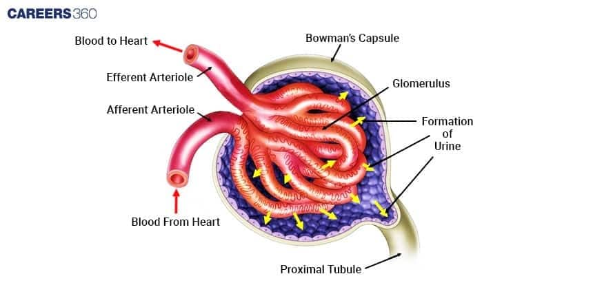 A diagram of the renal corpuscle, showing blood entering the glomerulus via the afferent arteriole for filtration into the surrounding Bowman's Capsule.