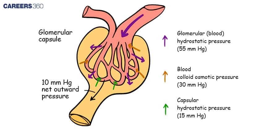  A diagram showing the three pressure components in the glomerular capsule that result in a net outward pressure of 10 mm Hg for filtration.