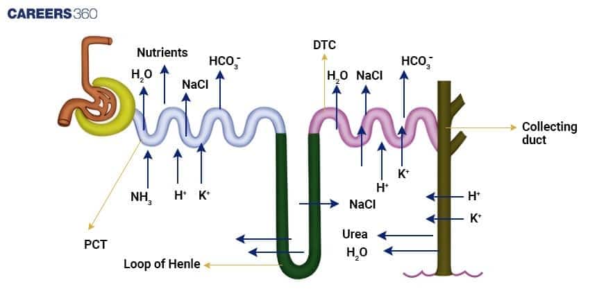A diagram illustrating the pressures involved in glomerular filtration: hydrostatic pressure promoting filtration is opposed by osmotic and capsular hydrostatic pressure.