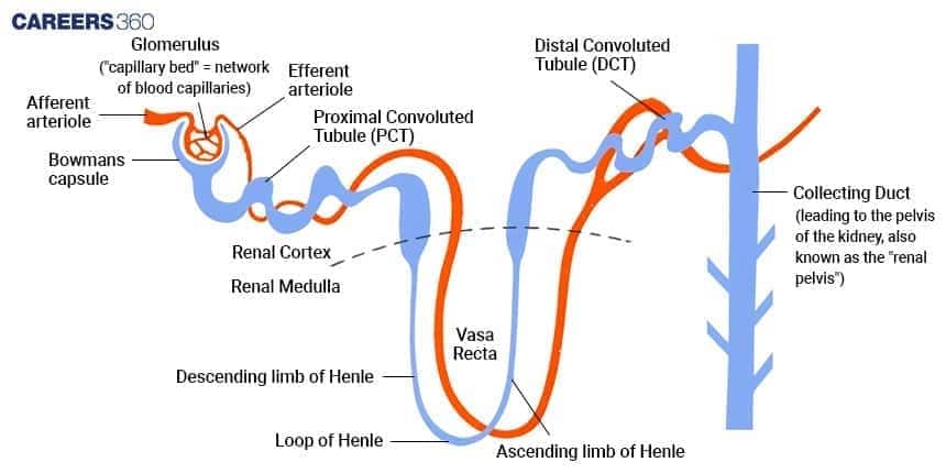 A simple, labeled diagram of the nephron, showing the renal corpuscle (glomerulus and Bowman's capsule), tubules, Loop of Henle, and collecting duct.
