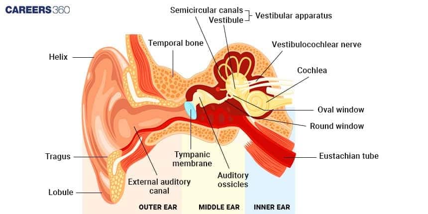 Labeled diagram of the human ear showing outer, middle, and inner ear structures, including the auditory canal, tympanic membrane, ossicles, cochlea, semicircular canals, and vestibulocochlear nerve involved in hearing and balance.