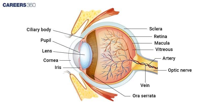 Labeled cross-section of the human eye showing cornea, iris, pupil, lens, retina, macula, vitreous body, sclera, and optic nerve, explaining the structure involved in vision.