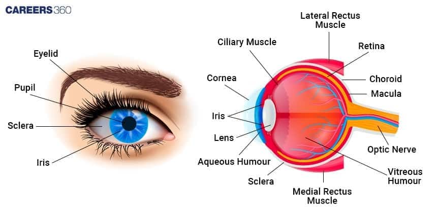 Diagram of the human eye showing external parts (eyelid, pupil, iris, sclera) and an internal cross-section labeled with cornea, lens, retina, macula, optic nerve, eye muscles, and ocular fluids.