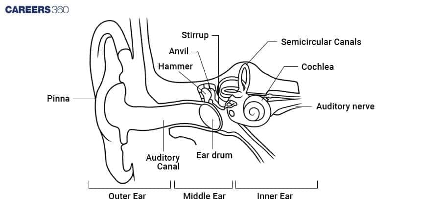 Black-and-white labeled diagram of the human ear showing outer, middle, and inner ear parts, including the pinna, auditory canal, eardrum, ossicles (hammer, anvil, stirrup), cochlea, semicircular canals, and auditory nerve.