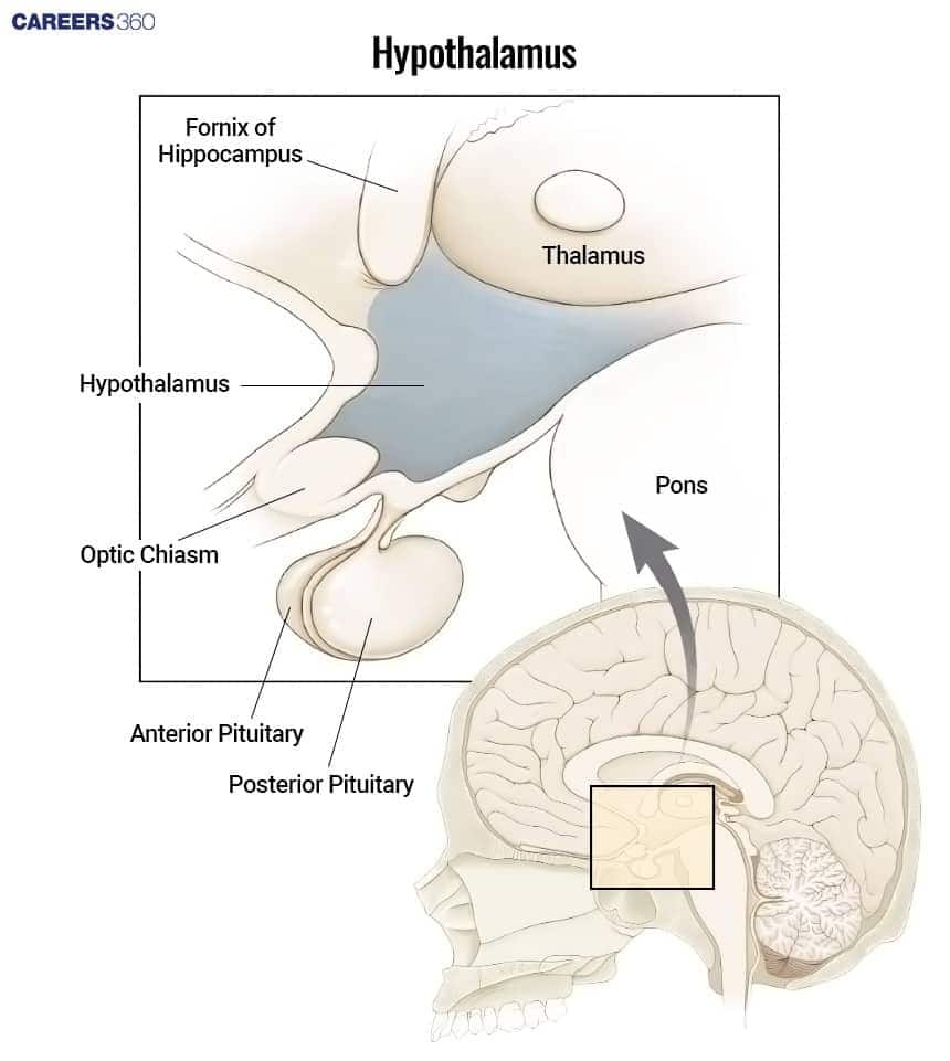 Labeled diagram of the hypothalamus showing its position relative to the thalamus, optic chiasm, fornix of hippocampus, pons, and the anterior and posterior pituitary glands within the brain.